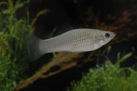 An international team of scientists has sequenced the genome of the Amazon molly, a fish that reproduces asexually. The researchers expected that the asexual organism would be at a genetic disadvantage, but the Amazon molly is thriving.