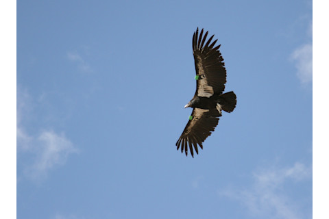 California Condor (Gymnogyps californianus) bird flying in clear blue sky, soaring above the Grand Canyon. Number 75.