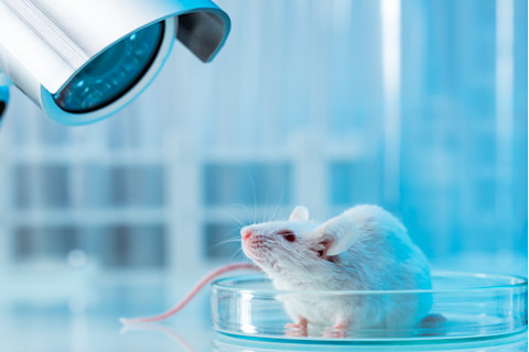 White mouse in laboratory, stock photo
