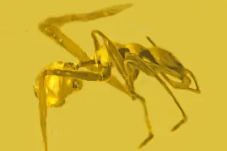 A close-up image of Myrmarachne colombiana