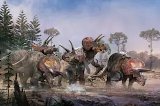A heard of triceratops walking through a Cretaceous swamp. 