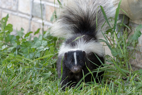 Skunk