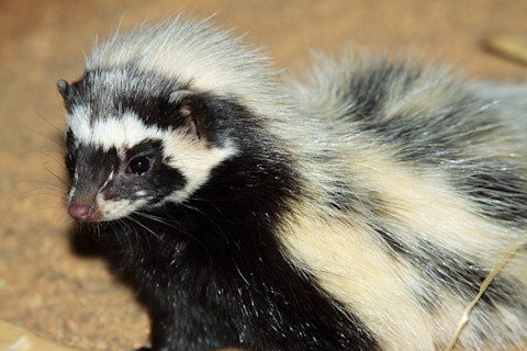 Close-up of a striped polecat