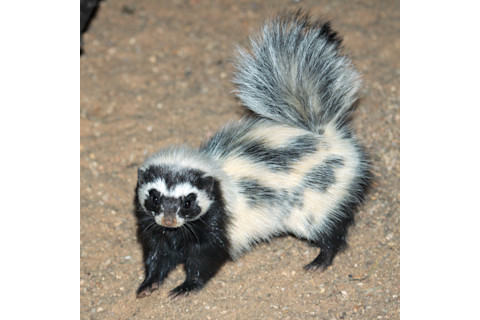 Striped polecat