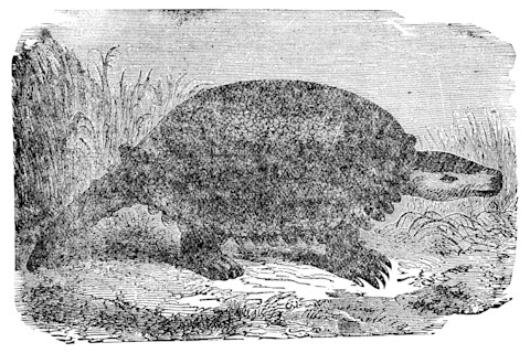 Protostega Gigas Sea Turtle