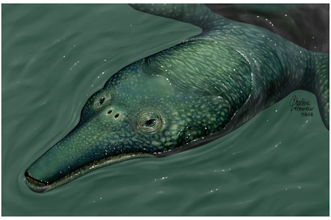 An illustrated reconstruction of Ocepechelon bouyai