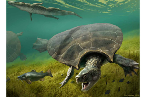 Massive Prehistoric Turtle