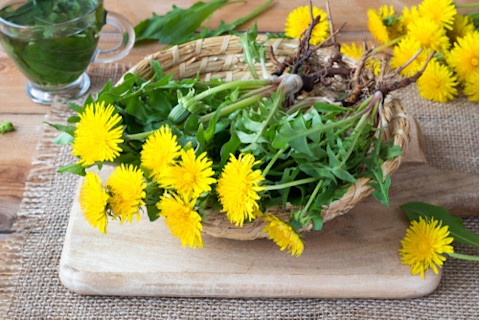 dandelion-bunch-in-basket
