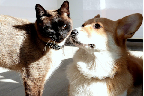 Dog and Cat, Best Friends