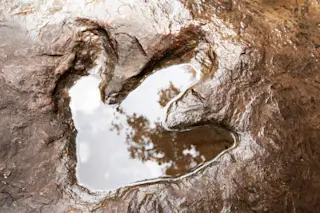 Theropod Footprint