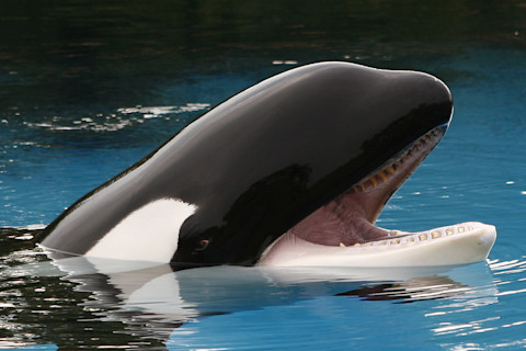 Close up of orca's face showing eye patch