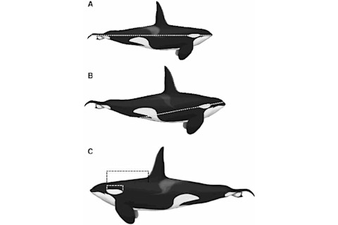 Orientation of orcas eye patch