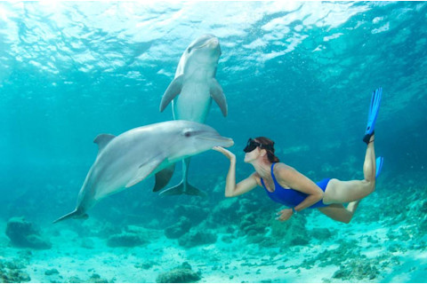 Communing with dolphins