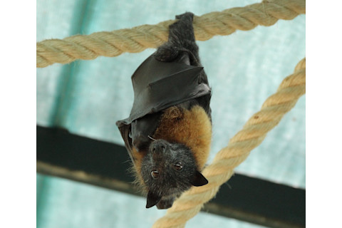 Cute Fruit bat