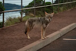 coyote in city parking lot