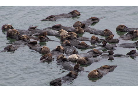 Sea Otters Hold Hands While Sleeping And They Even Cuddle Discover 