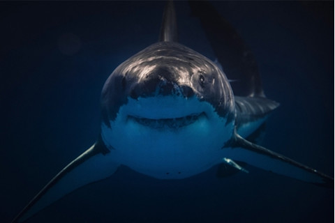 great-white-shark