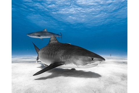 tiger-shark-under-water-with-white-sand