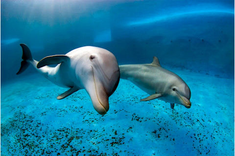 two-bottle-nose-dophins