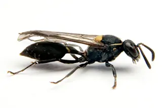 The Brazilian wasp Polybia paulista. (Credit: Prof. Mario Palma/Sao Paulo State University)