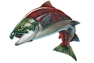 Artist’s rendering of complete female iconic fish with accurate spike-tooth configuration. 