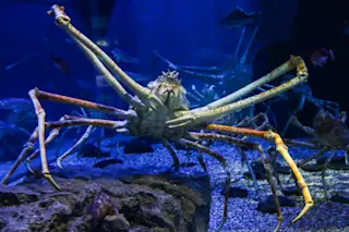 Janpanese spider crab