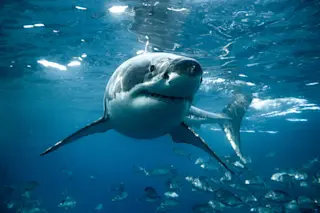 Great white shark turns below the ocean's surface