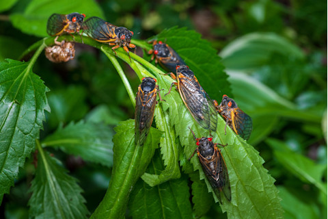 Group of Cicadas