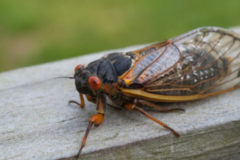 Lone periodical cicada