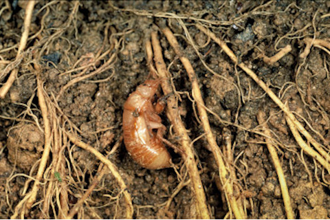 Dog-day cicada and tree roots