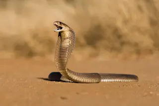 snouted cobra 