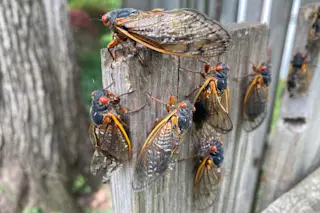 Cicada Group