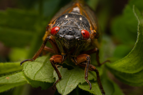 Cicada closeup