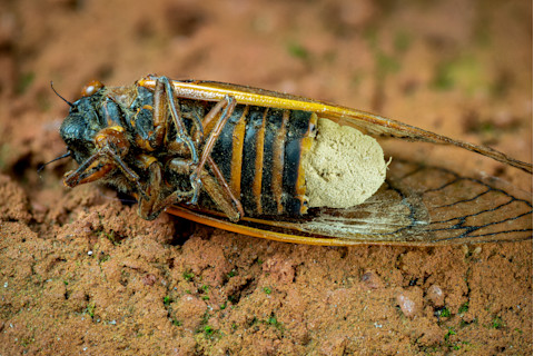 Infected cicada