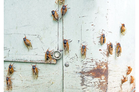 Cicadas on a wall