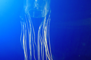 box jellyfish