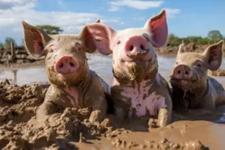 three pigs sitting in mud
