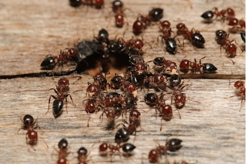 colony of ants