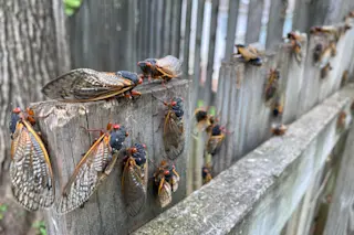 Cicadas on a fence