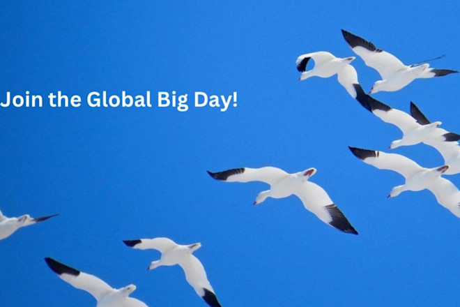 Bird Migration And Extinction Risk: Urgent Threats Revealed