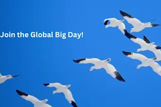 Global Big Day