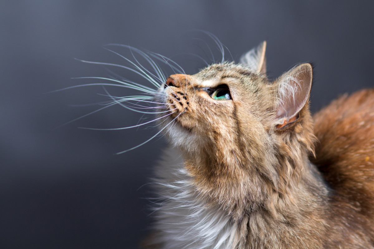 Cat Whiskers Help Them Navigate and Can Tell Us How a Cat's