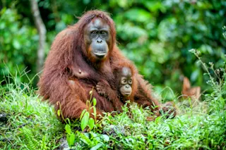 An adult Bornean orangutan with a reddish-brown coat sits in a lush green forest, gently holding a small infant orangutan
