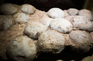 Fossilised eggs of a Hadrosaur dinosaur