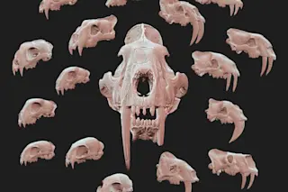 Saber Teeth
