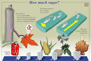 how much sugar