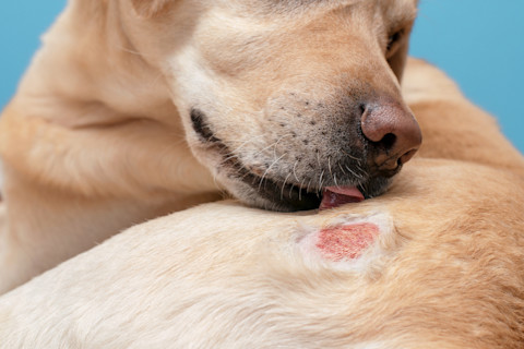 Licking dog with itchy patch