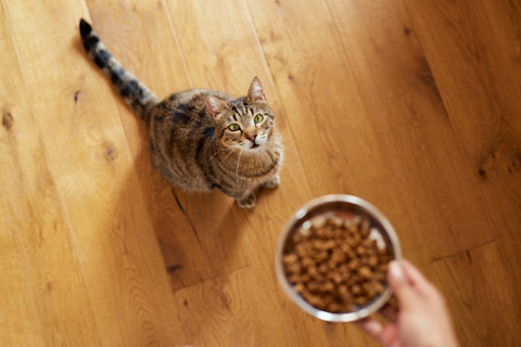 Tabby cat looking up eagerly at a hand holding a bowl of dry cat food