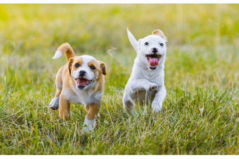 Dogs_running_outside