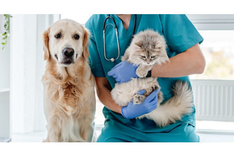 cat and dog at the vet getting examined for allergies